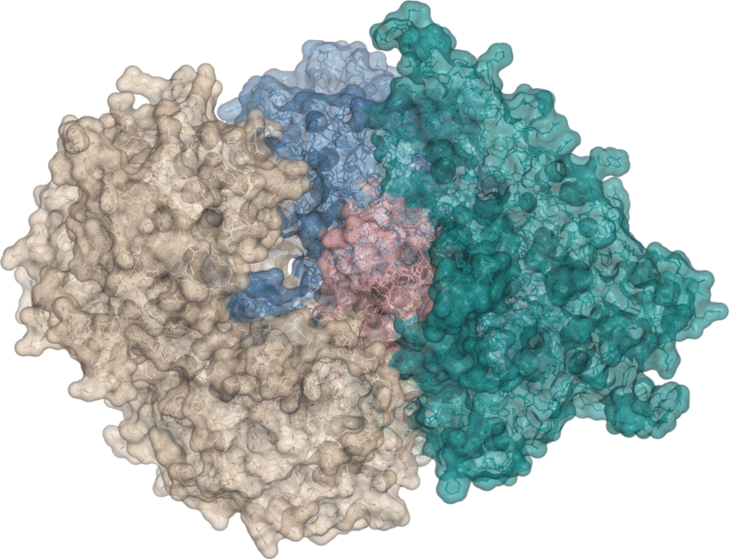 Surface rendering of a modelled multi-protein induced-proximity assembly
